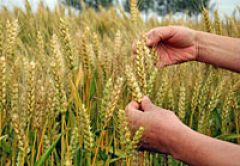 Российские власти ожидают превышение прогноза по урожаю зерновых