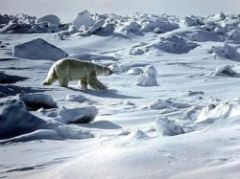 Россияне смогут бесплатно получить землю в Арктической зоне