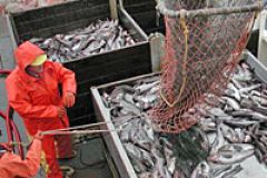 Владимир Путин: Дальневосточная рыба должна стать более доступной для россиян