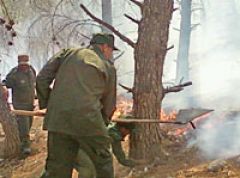 Сезон лесных пожаров в Подмосковье в этом году сдвигается на конец апреля