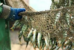 В правительстве задумались над возможностью введения экспортных пошлин на рыбу