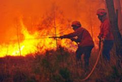 В восьми российских регионах лесные пожары вынудили ввести режим ЧС