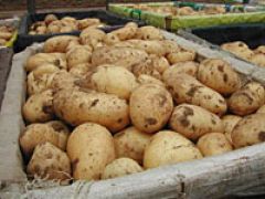 Украинская картошка стала временно невъездной в Россию