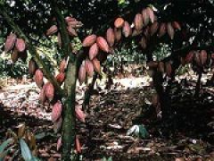 На рассмотрение Госдумы внесен проект закона о ратификации соглашения по какао