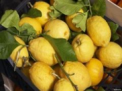 Правительство России решило не отказываться от турецких лимонов, орехов и рыбы