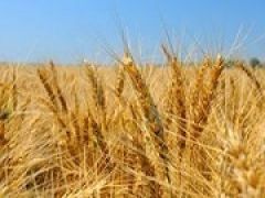 В феврале в Российской Федерации на 28 процентов снизился экспорт зерна