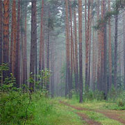 Лес для жителей 