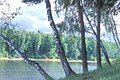 Баню и ресторан в Истринском лесничестве снесли судебные приставы