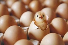 Импорт в РФ инкубационных яиц из Турции затормозили на Украине